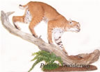 Bobcat lifesize table  mounted by Peters' Taxidermy